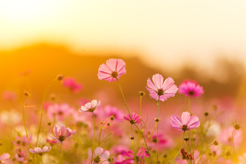 Beautiful cosmos flowers blooming in garden