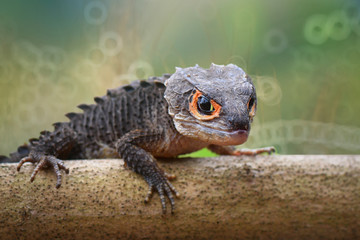  crocodile skink, triblonotus gracilis