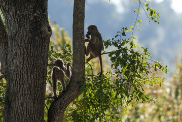 Baby baboon, Africa