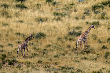 Giraffes in Kgalagadi National Park, South Africa