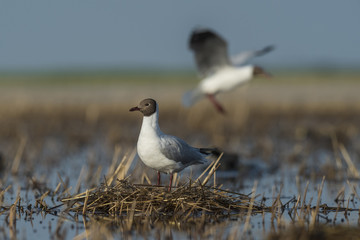 Fototapeta premium Brown hooded gull, Patagonia