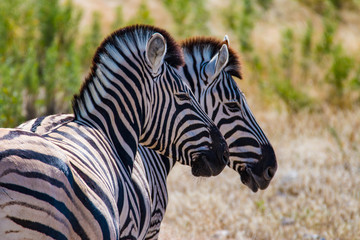 Naklejka premium Beautiful zebra in Serenget National Park, Tanzania
