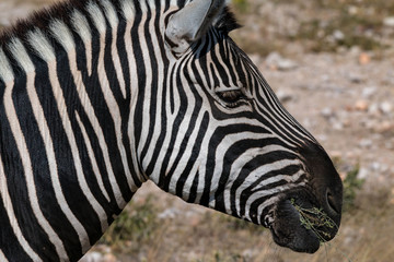 Beautiful zebra in Serenget National Park, Tanzania