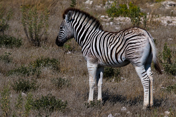 Baby zebra in Etosha National Park, Namibia