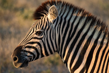 Fototapeta premium Beautiful zebra in Serenget National Park, Tanzania