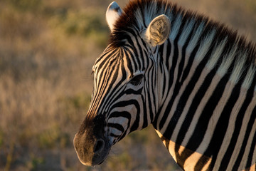 Fototapeta na wymiar Beautiful zebra in Serenget National Park, Tanzania