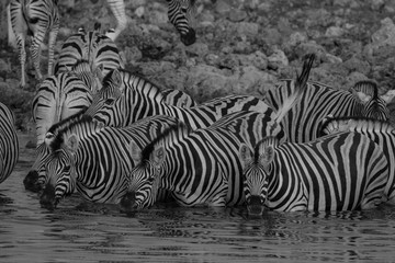 Fototapeta na wymiar Zebras drinking at a waterhole in Etosha National Park
