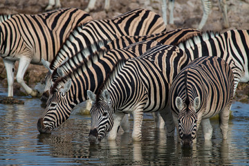 Obraz na płótnie Canvas Zebras drinking at a waterhole in Etosha National Park