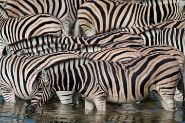 Fototapeta na wymiar Zebras drinking at a waterhole in Etosha National Park