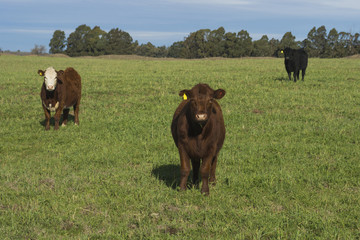 Grass feed, Cow, La Pampa, Argentina