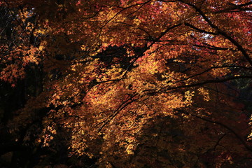 autumn colour