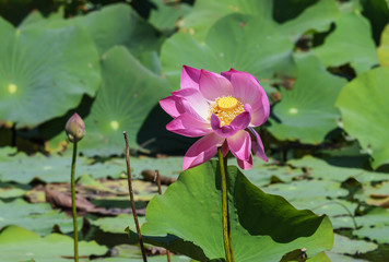 Beautiful pink Lotus or Nelumbo nucifera in the pond