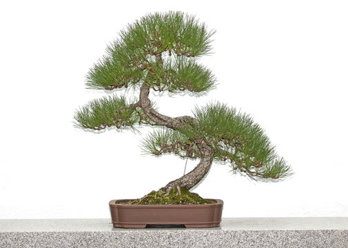 Pine bonsai tree on a table in front of white wall