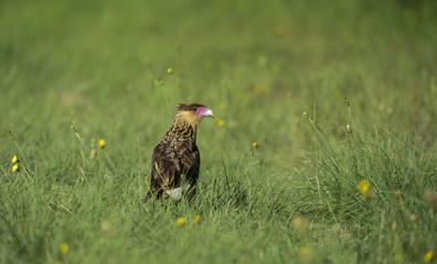Southern Crested Caracara, Patagonia , Argentina