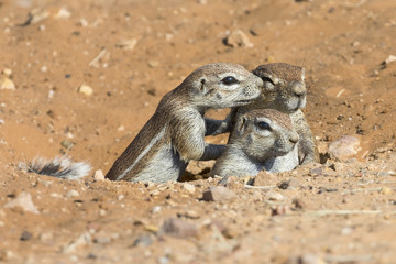 Naklejka na ściany i meble Family of Ground Squirrels carefully come out of their burrow in Kalahari