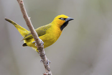 Naklejka premium Spectacled Weaver perch and balance on thin branch