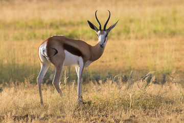 Close-up of a springbok standing on the short grass of a plain of the Kgalagadi