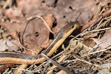 Snake in the garden