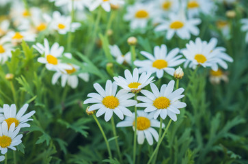 Beautiful blooming white daisy in garden