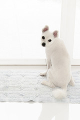 Little white spitz dog with sad eyes and big ears, short haired little dog portrait, lonely dog