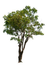 Isolated big tree on white background