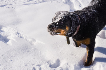 dog in the snow