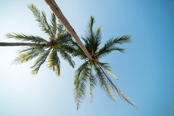Obraz na płótnie Canvas tropical paradise beach with caribbean sea and coconut palm