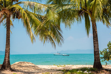 tropical paradise beach with caribbean sea and coconut palm