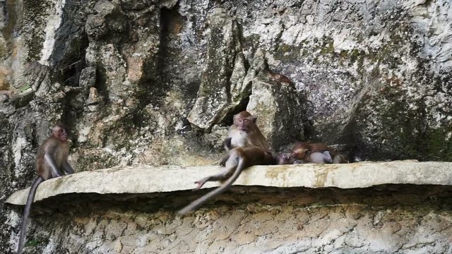 Wild Monkey playing In Krabi temple Thailand Hd
