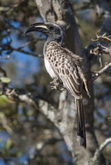  African grey hornbill, Africa
