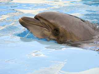 Fototapeta premium Dolphin in the pool