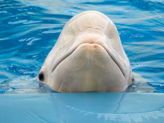 Beluga whale in the pool