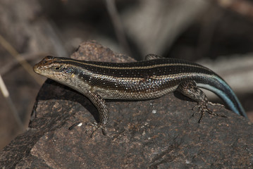 Lizard take sun, Africa