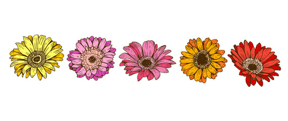 Fototapeta na wymiar Colorful daisy flowers isolated on white background. Floral vector