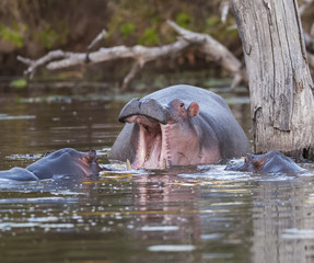 Hippopotamus Sleeping, Kruger National Park
