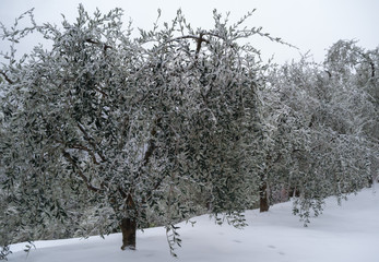 Olive grove in winter