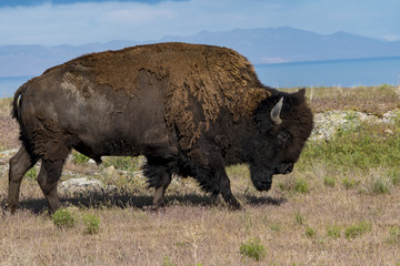 Bison © RCMarx