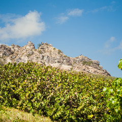 A View of Limestone Hills, in Barbados