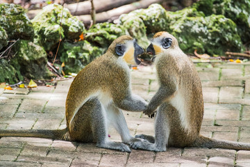 A Close Up of  Monkeys playing,, in Barbados