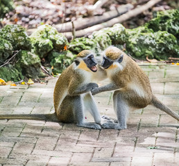A Close Up of  Monkeys Playing, in Barbados