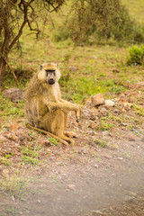 Baboon sitting on a stone cleaning his teeth in the savannah amboseli park in K enya