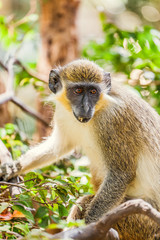 A Close Up of A Monkey in a Tree, in Barbados
