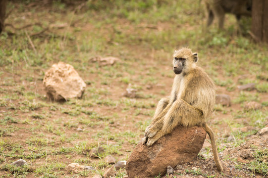 Baboon sitting on a stone cleaning his teeth in the savannah amboseli park in K enya
