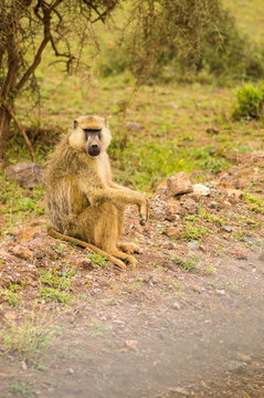 Baboon sitting on a stone cleaning his teeth in the savannah amboseli park in K enya