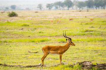 Naklejka na ściany i meble Impala isolate in the savannah plain of Amboseli Park in Kenya