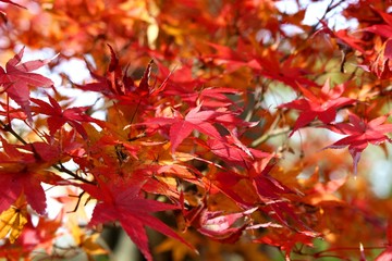 根来寺の紅葉