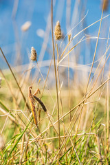 Fototapeta premium Brown colored adult male European mantis camouflaged in grass on the Bulgarian sea-shore