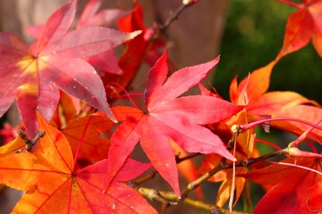 根来寺の紅葉