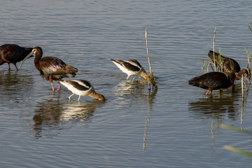 Ibis moving in the shallows