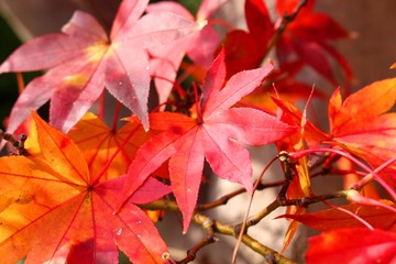 根来寺の紅葉
